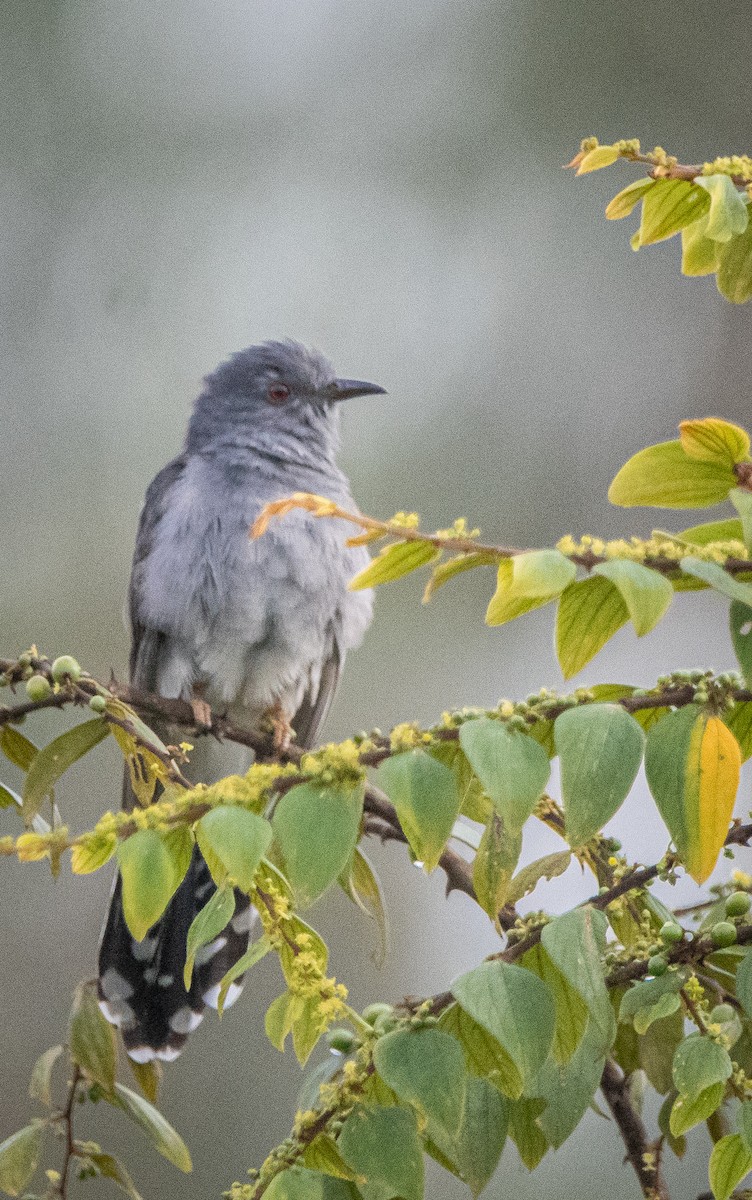 Cuco Pechigrís - ML643272791