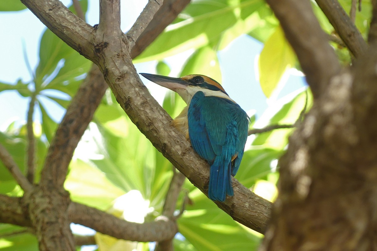 Pasifik Yalıçapkını - ML643272794