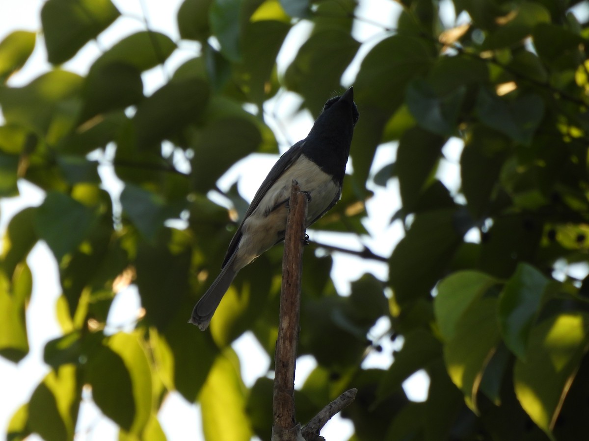 Leaden Flycatcher - ML643272819