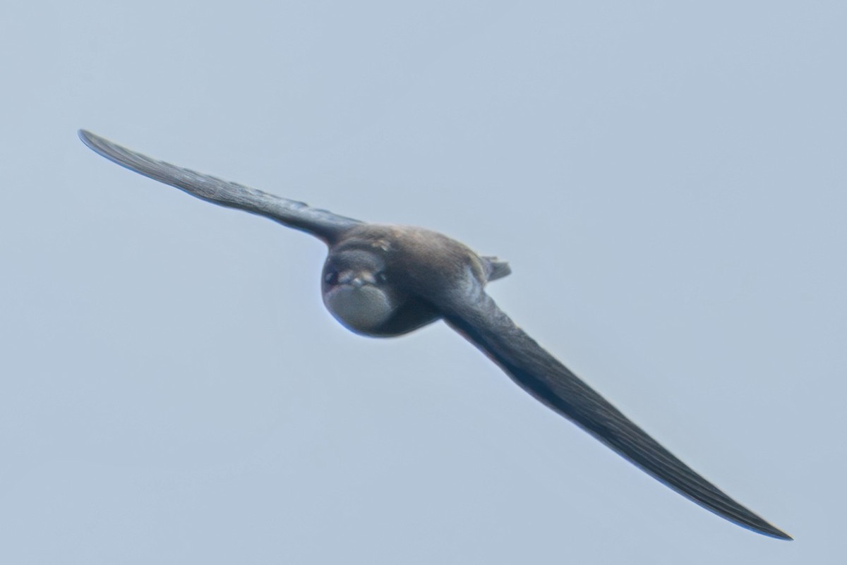 White-throated Needletail - ML643272836
