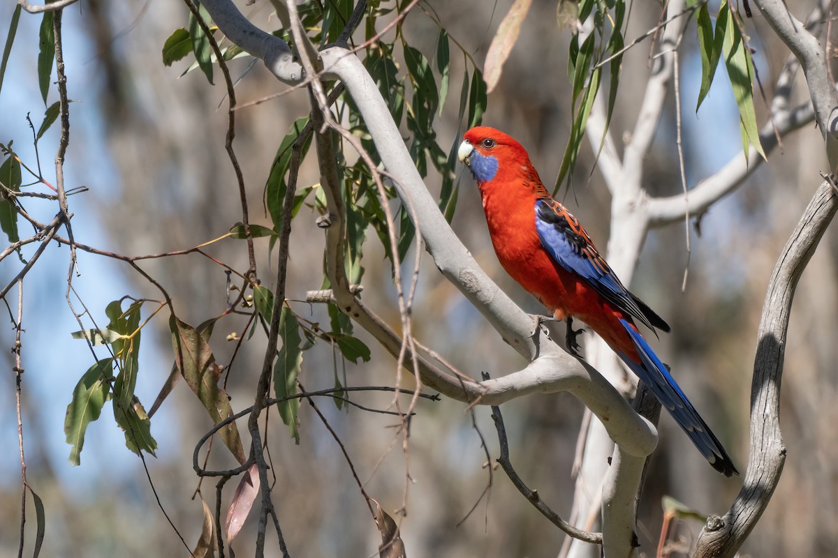 Crimson Rosella (Crimson) - ML643272847