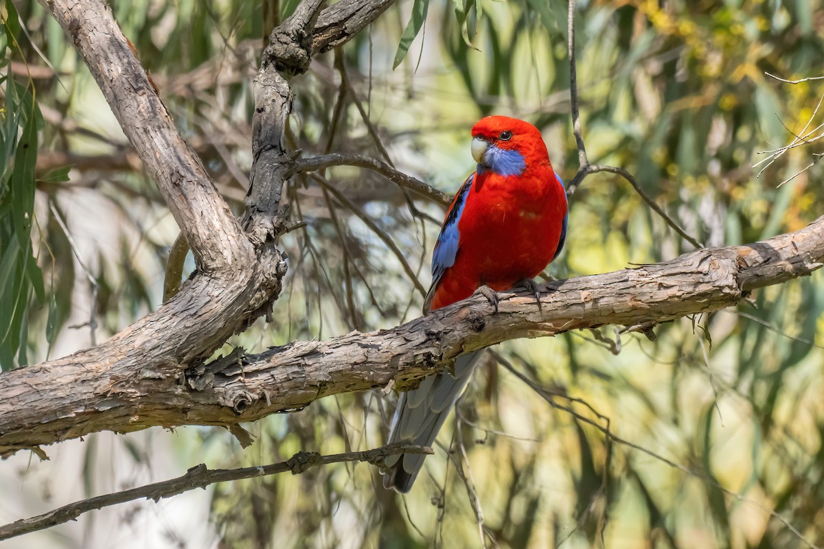 Crimson Rosella (Crimson) - ML643272848