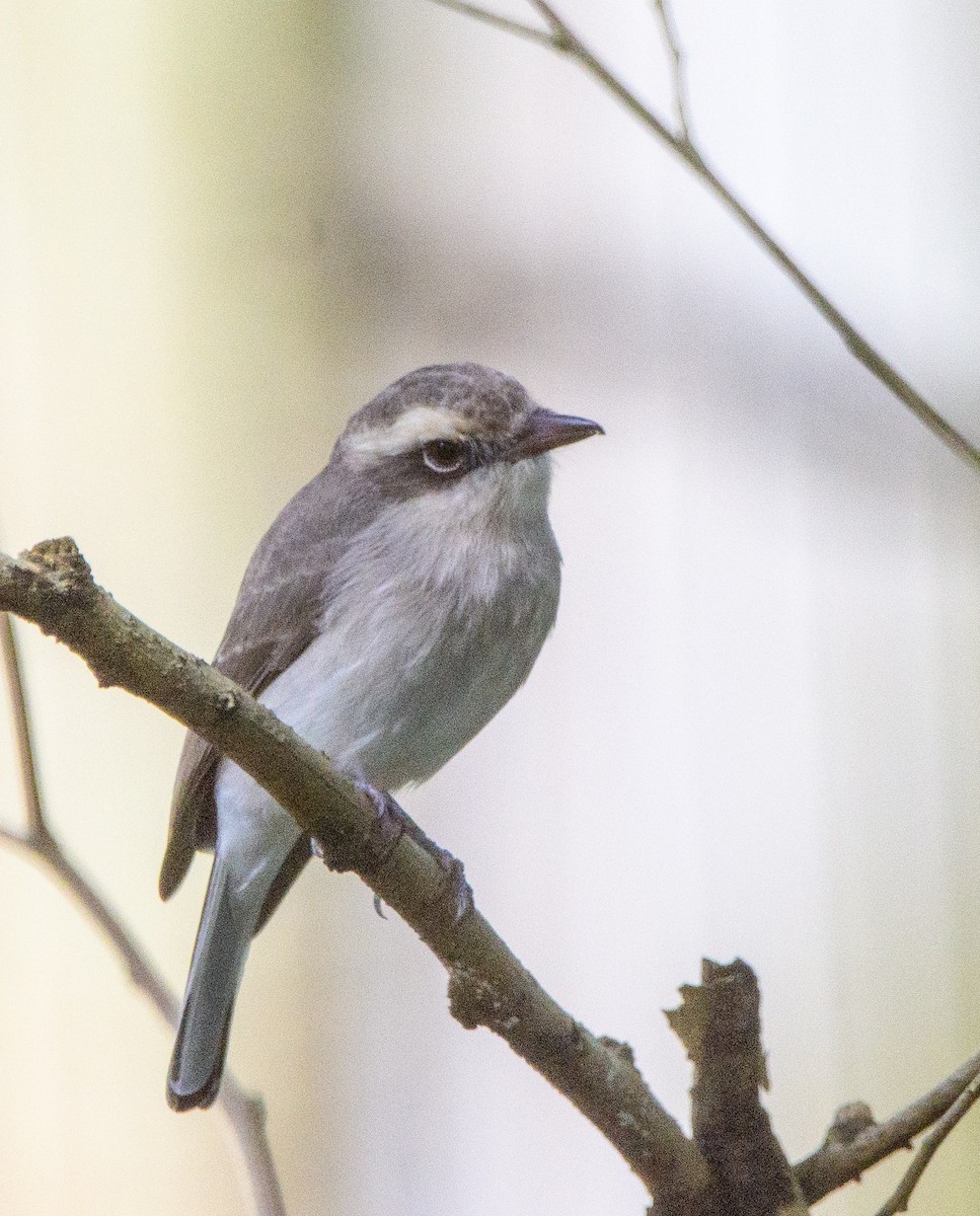 Common Woodshrike - ML643272849