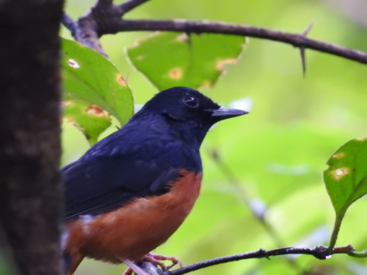 White-rumped Shama - ML643272862