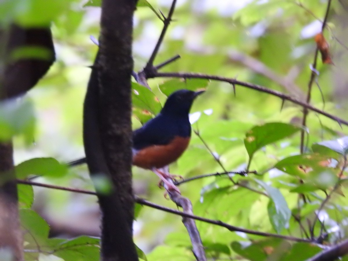 White-rumped Shama - ML643272863