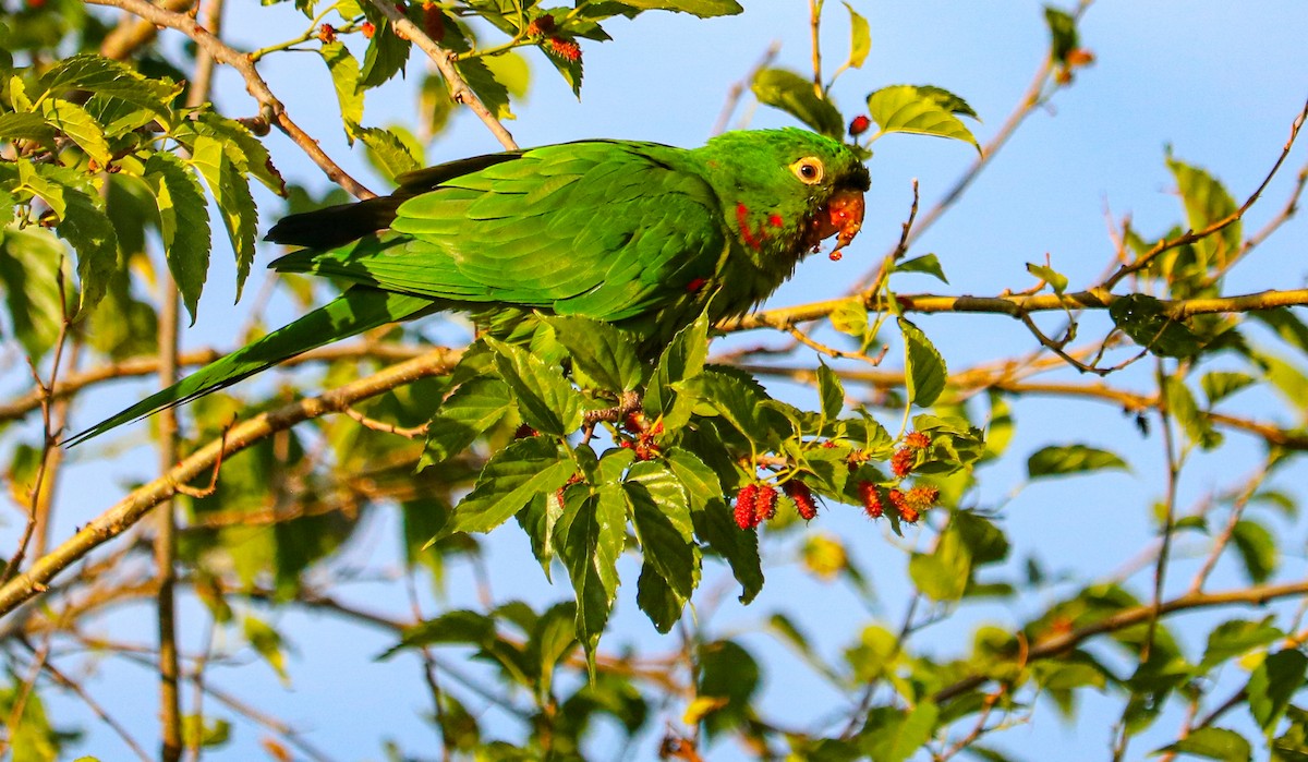 Conure pavouane - ML643272866