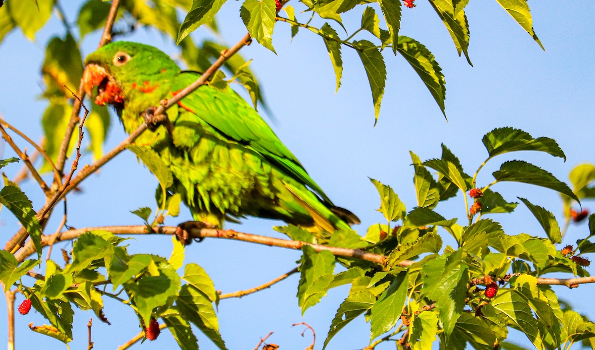 Conure pavouane - ML643272867