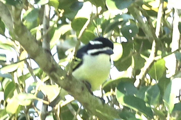 Yellow-rumped Tinkerbird (Yellow-rumped) - ML643272898
