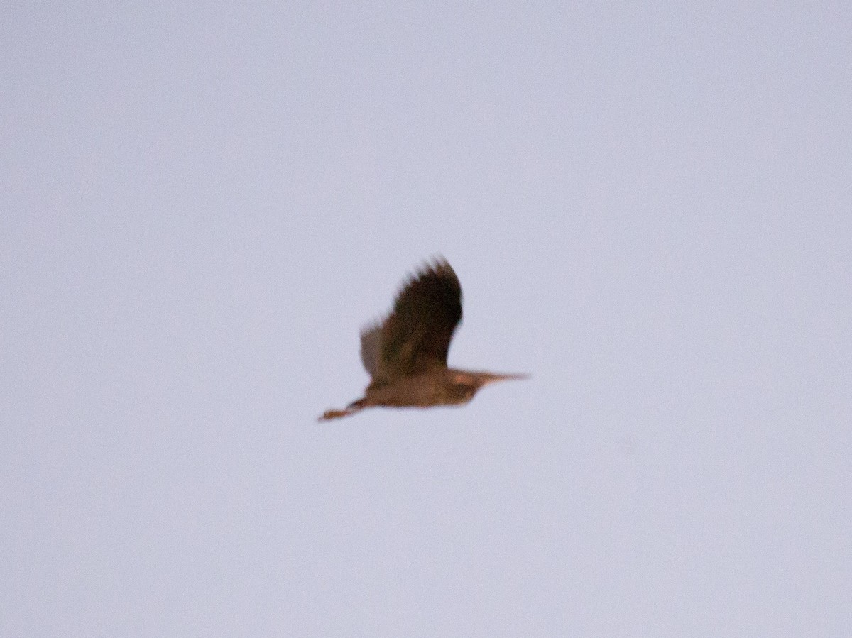 Black Bittern - ML643272900