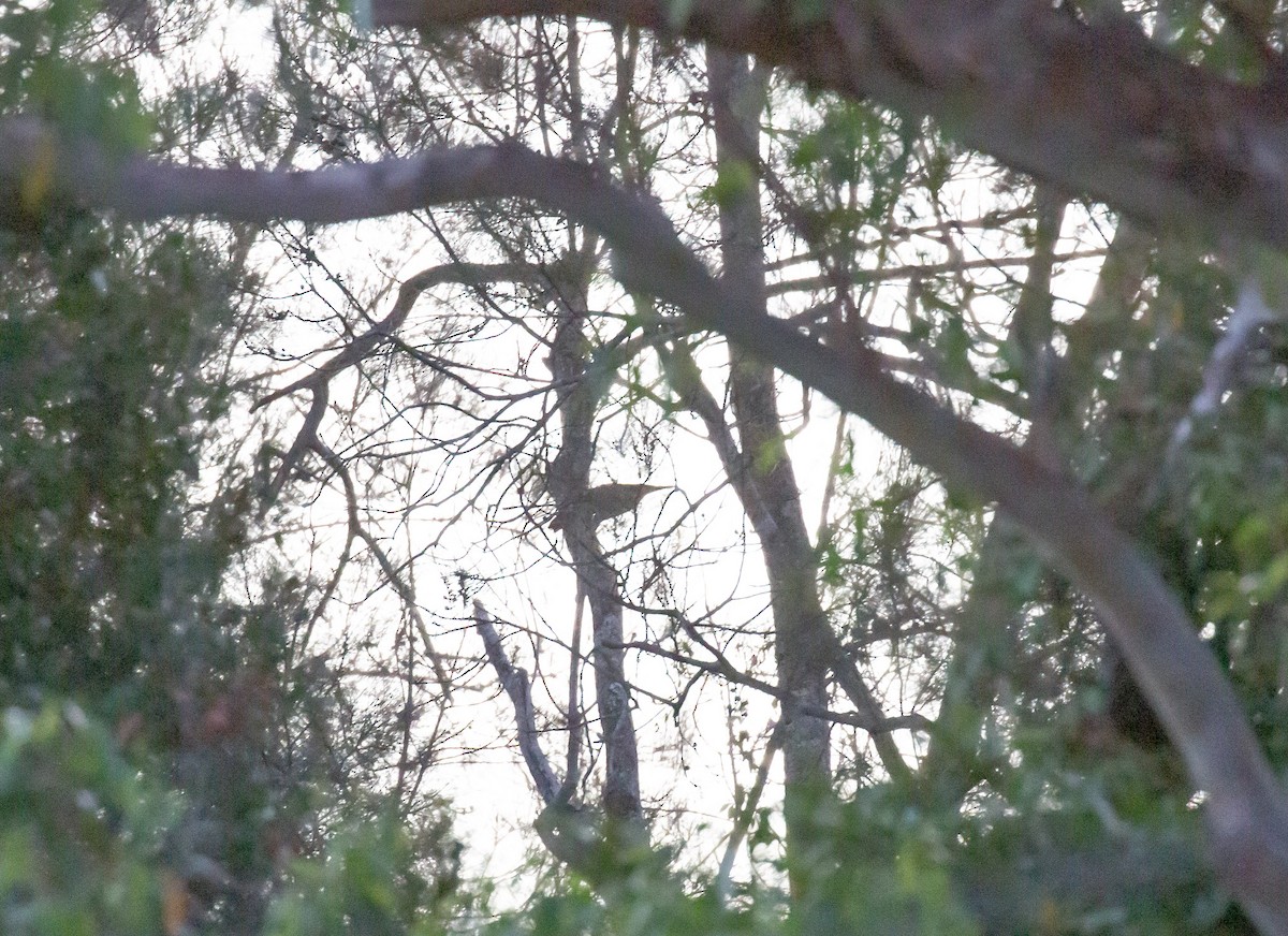 Black Bittern - ML643272901