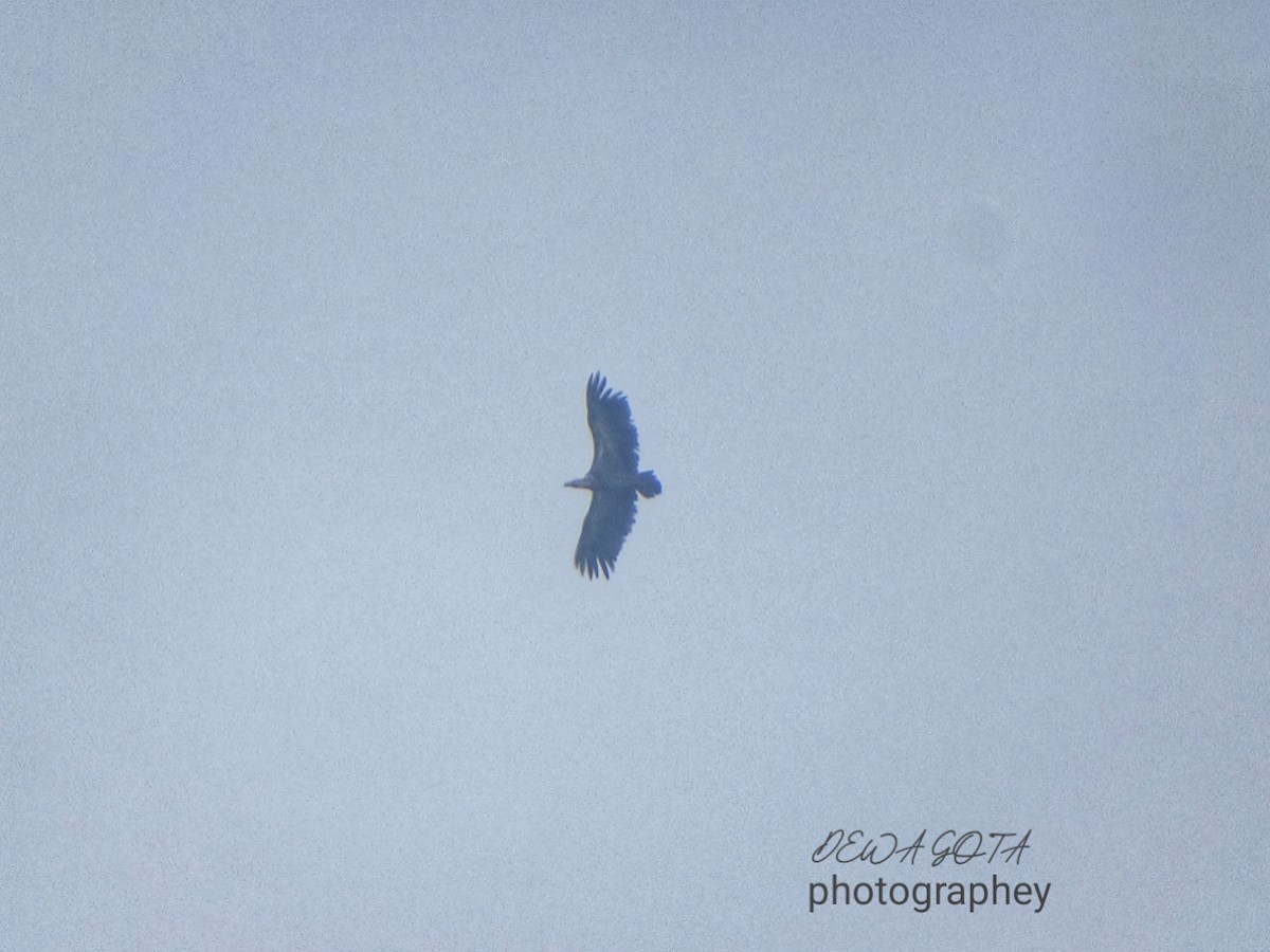 White-rumped Vulture - ML643272902