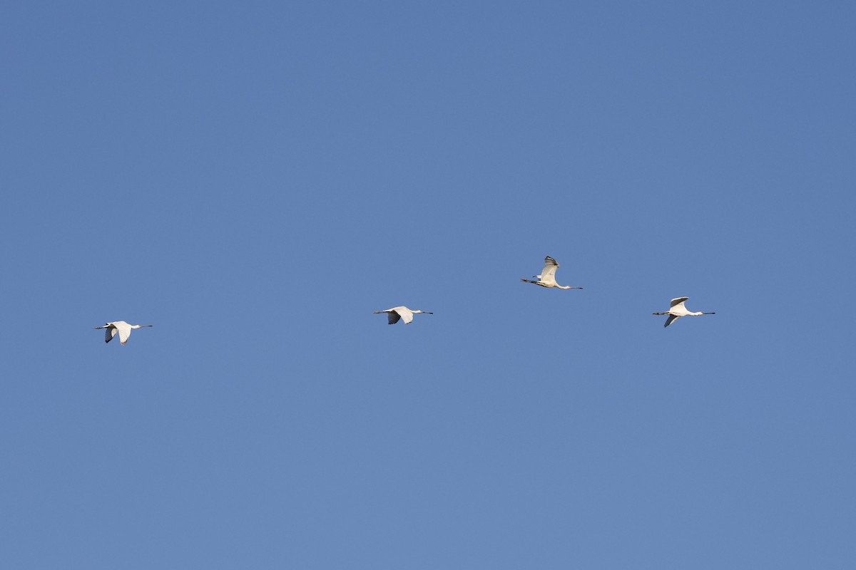 skjestork - ML643272907