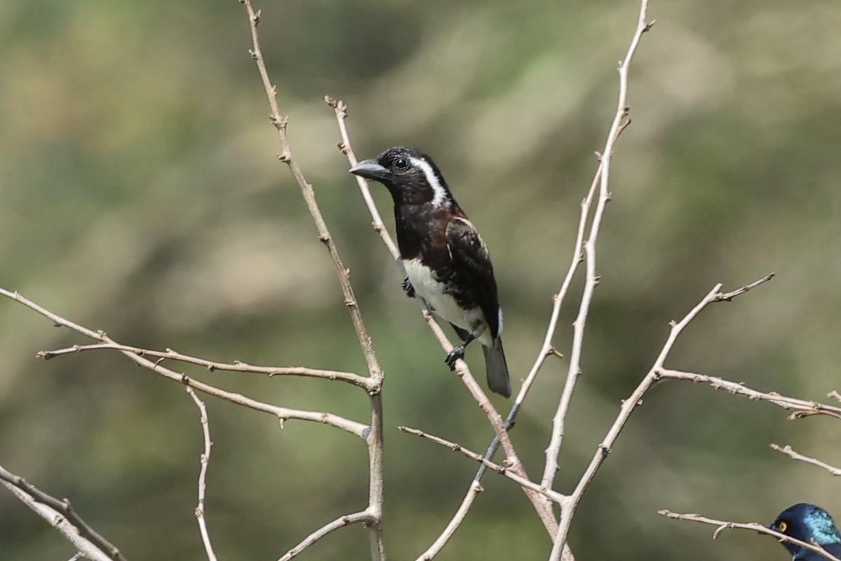 Barbican oreillard (leucotis/kilimensis) - ML643272909