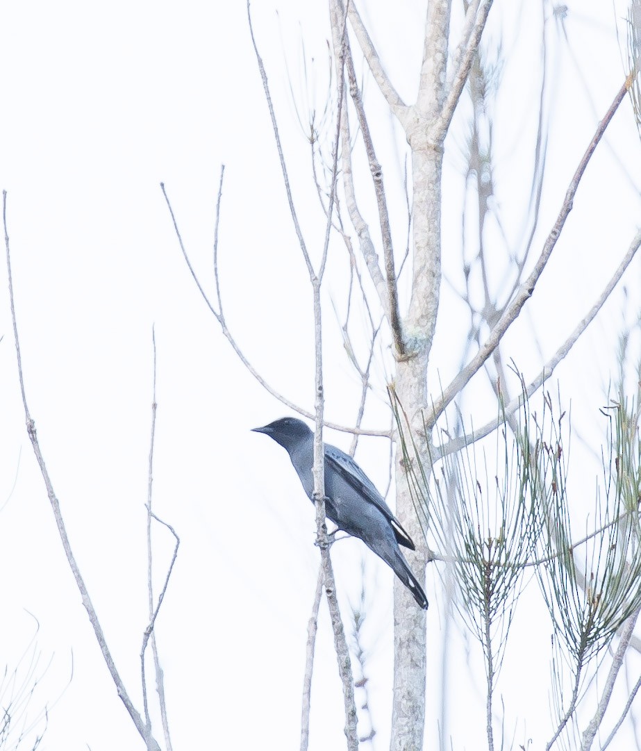 Sahul Cicadabird - ML643272910