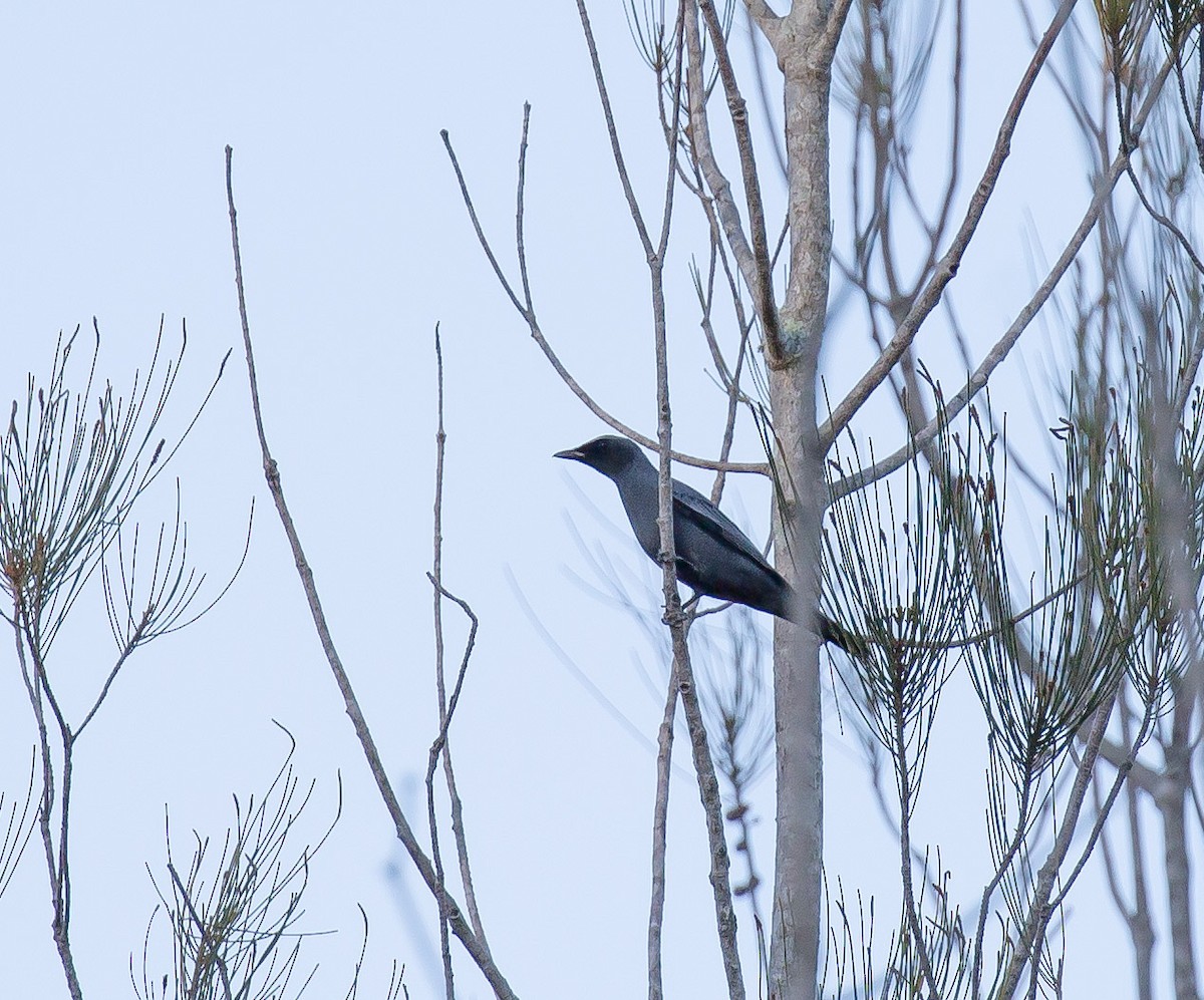 Sahul Cicadabird - ML643272911