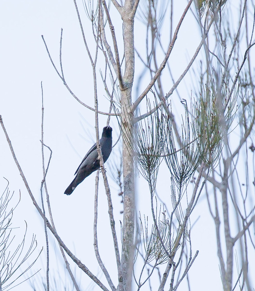 Sahul Cicadabird - ML643272912