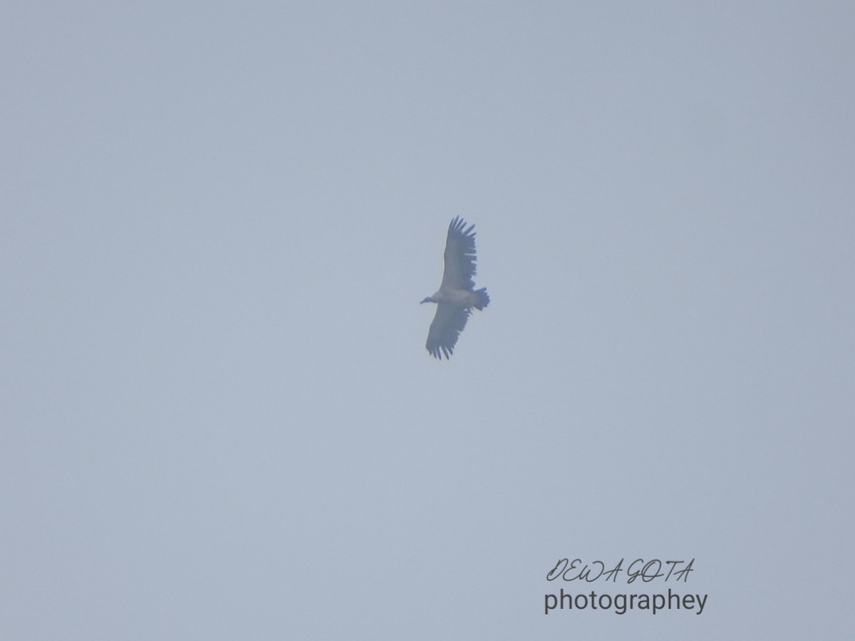 Indian Vulture - ML643272918