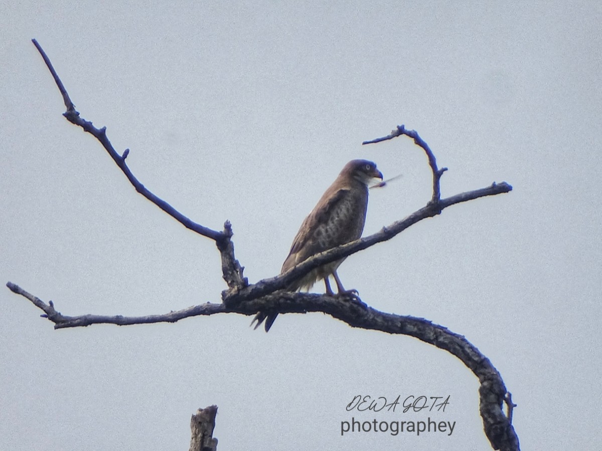 White-eyed Buzzard - ML643272924