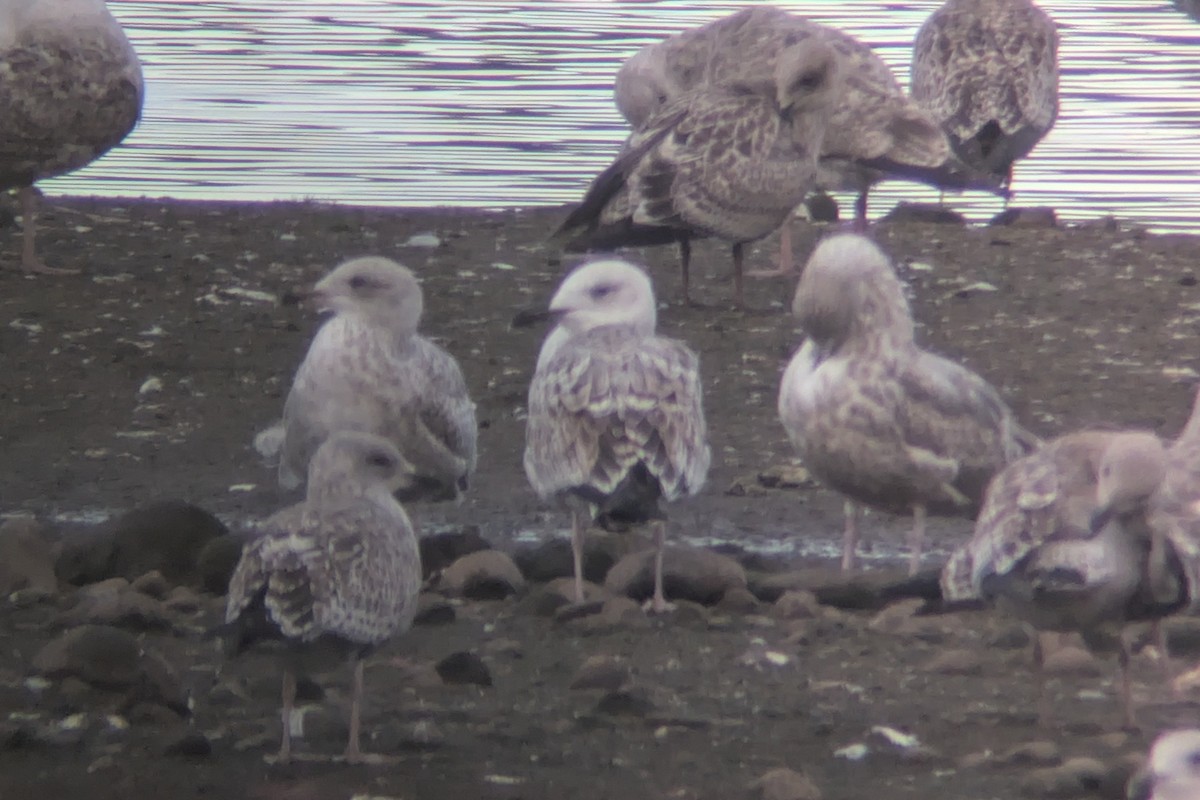 Caspian Gull - ML643272948