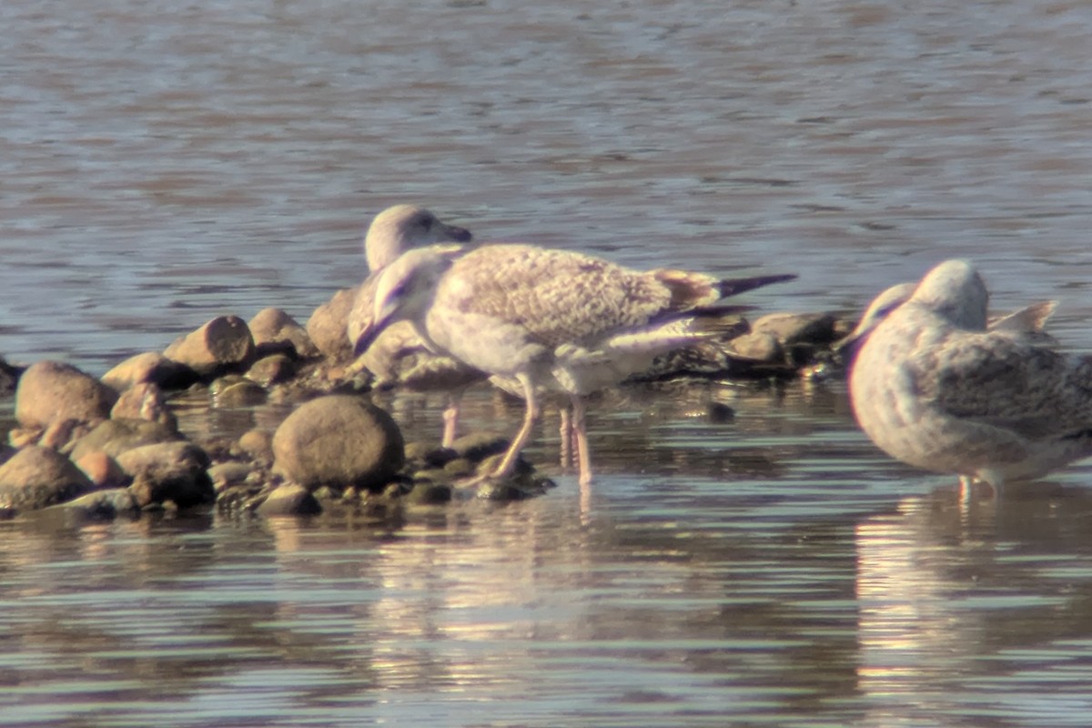 Caspian Gull - ML643272949