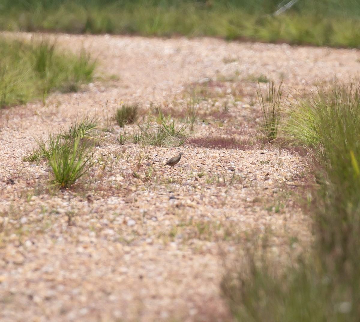 Painted Buttonquail - ML643272960