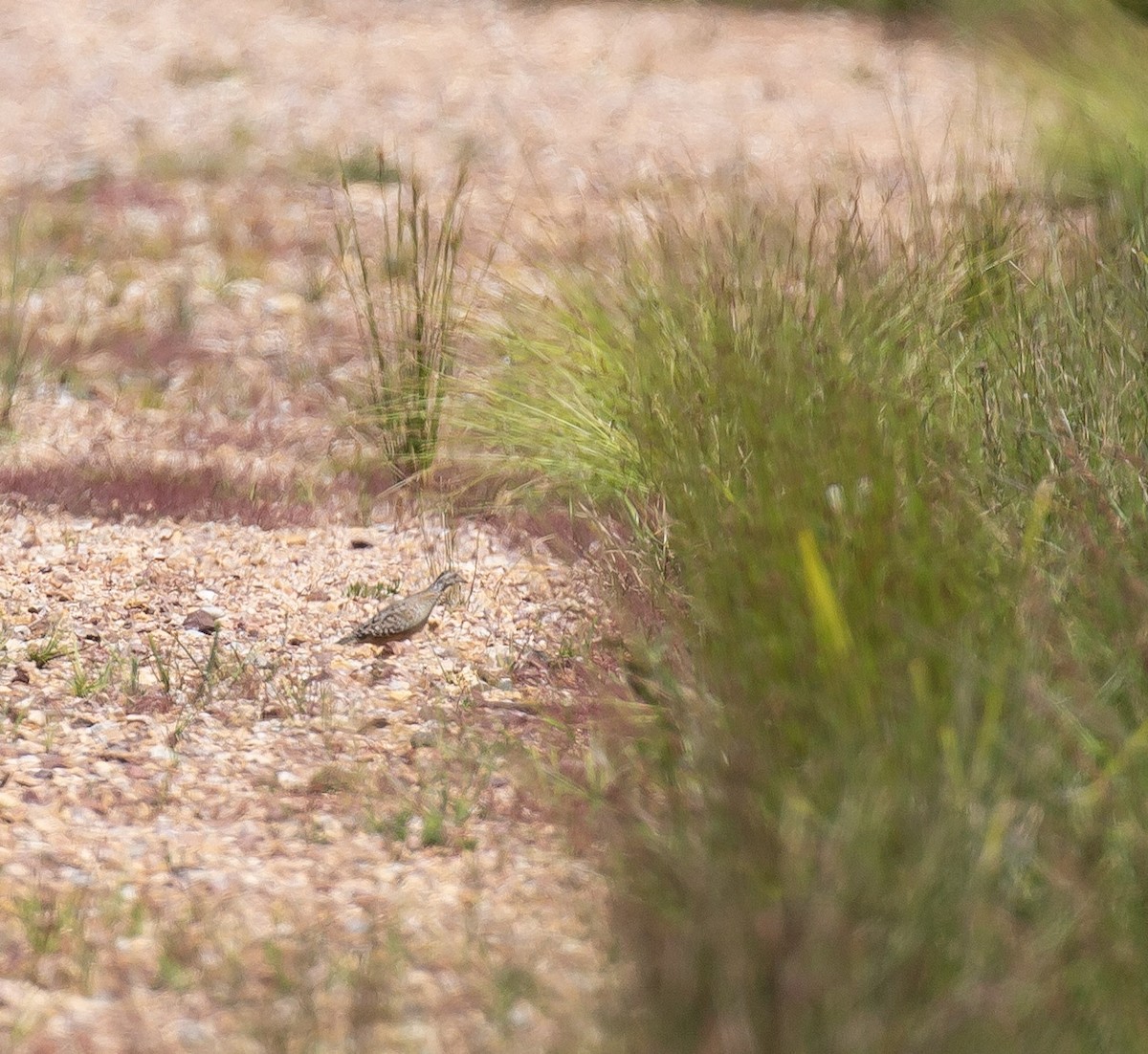 Painted Buttonquail - ML643272961
