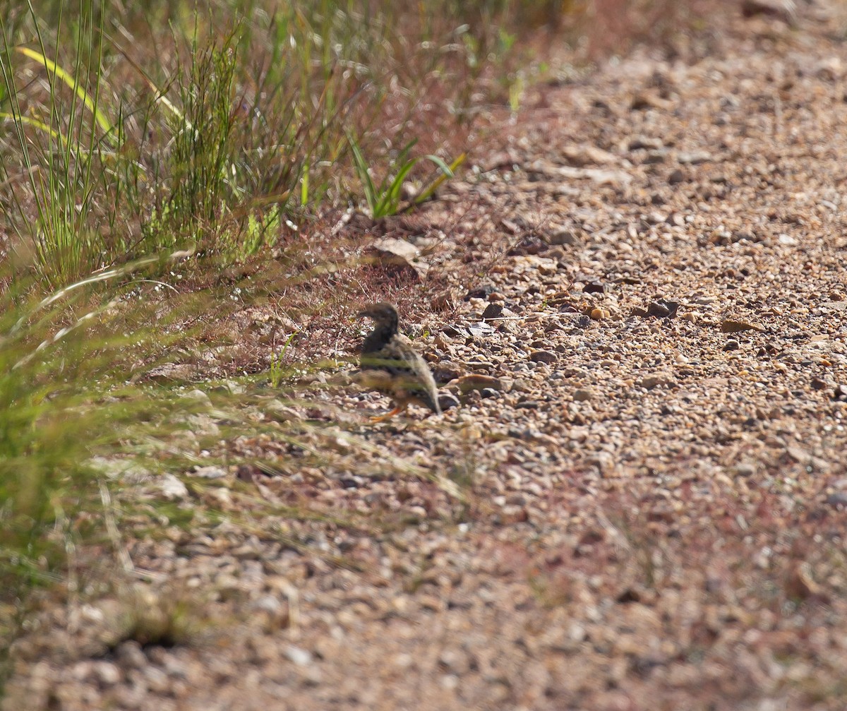 Painted Buttonquail - ML643272962