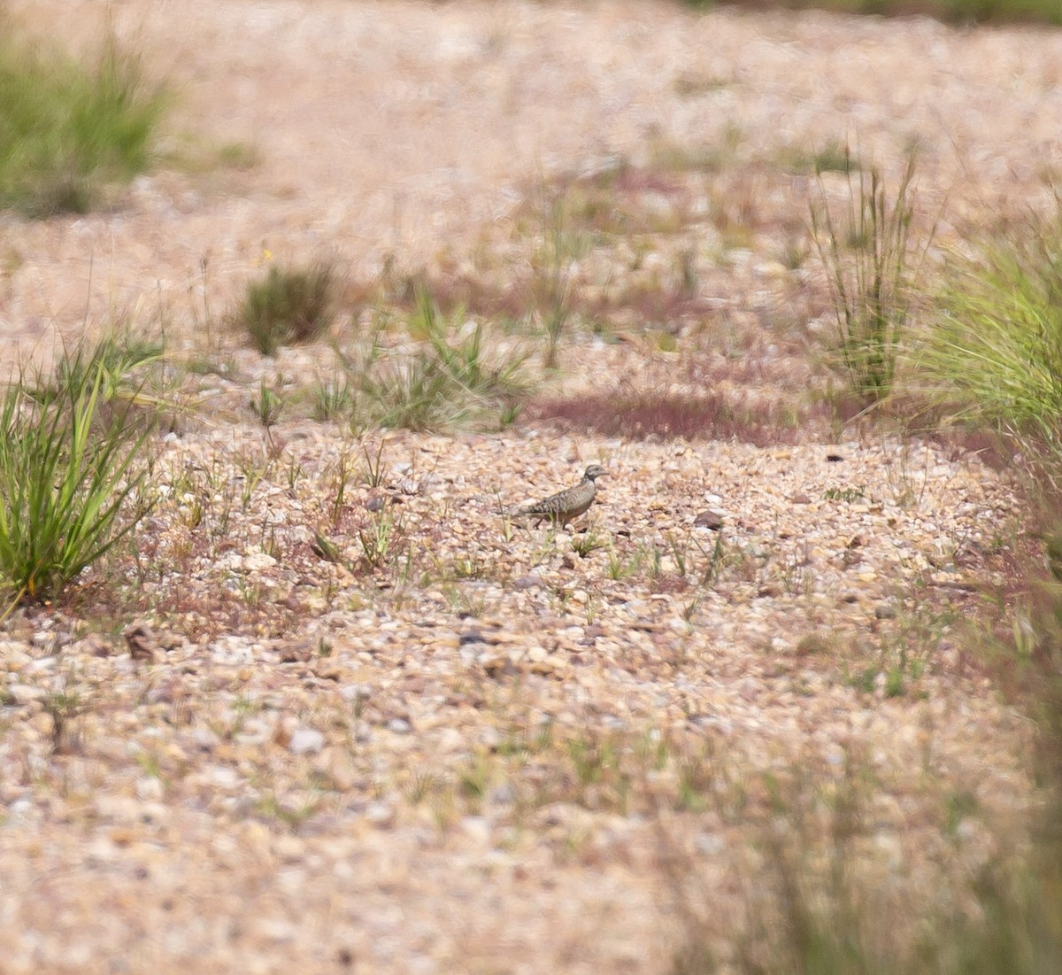 Painted Buttonquail - ML643272963