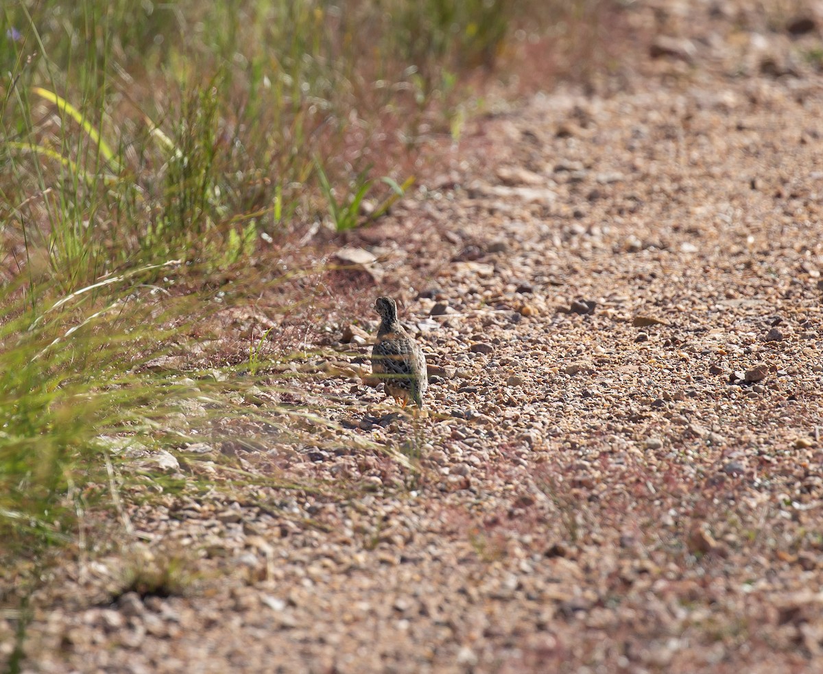 Painted Buttonquail - ML643272964