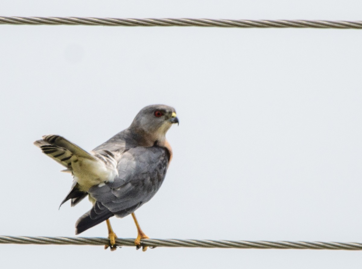 Shikra - ML643272965