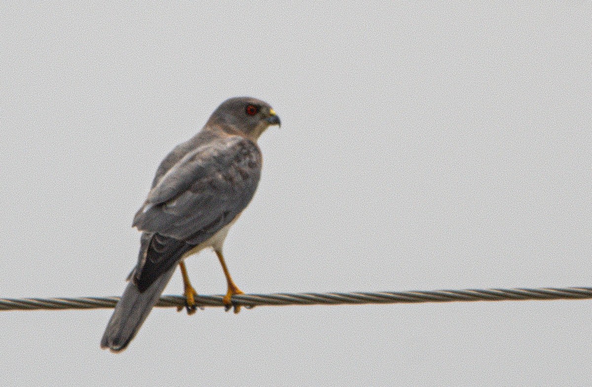 Shikra - ML643272966