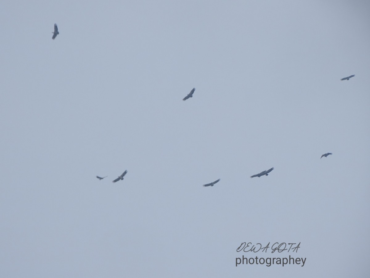 White-rumped Vulture - ML643272968