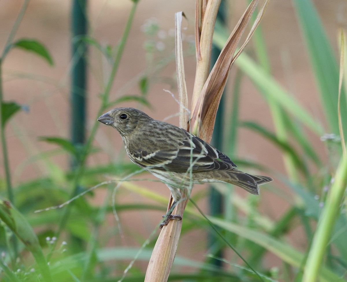 hýl rudý - ML643272974