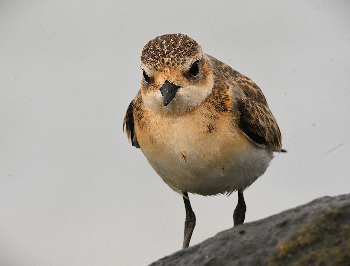 Tibetan Sand-Plover - ML643272977