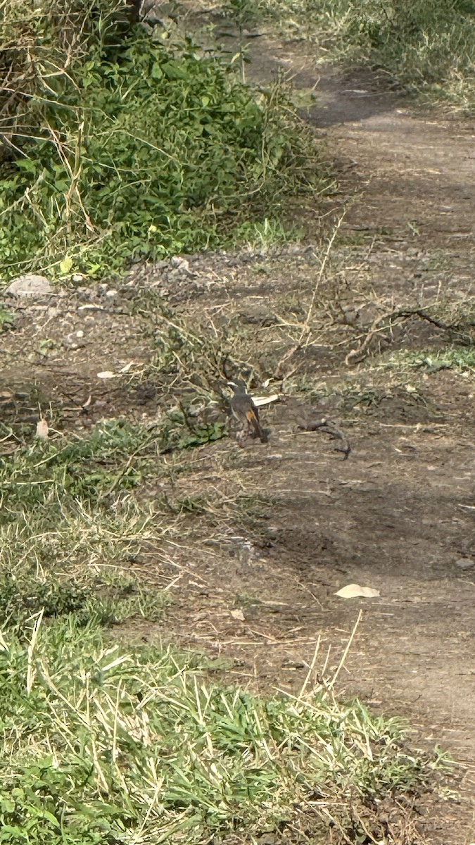 Cape Robin-Chat - ML643272979