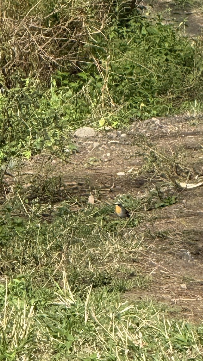 Cape Robin-Chat - ML643272980