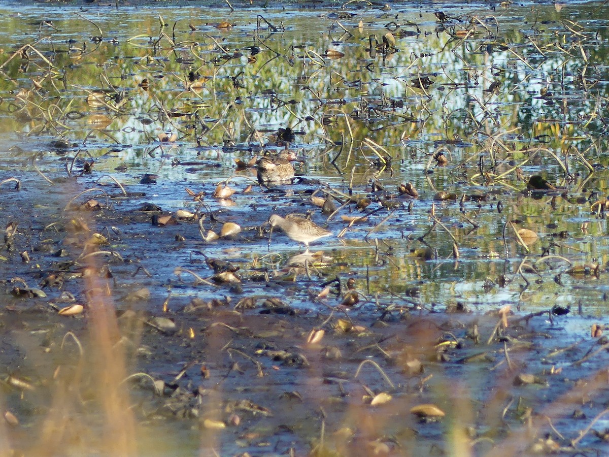 Long-billed Dowitcher - ML643272984
