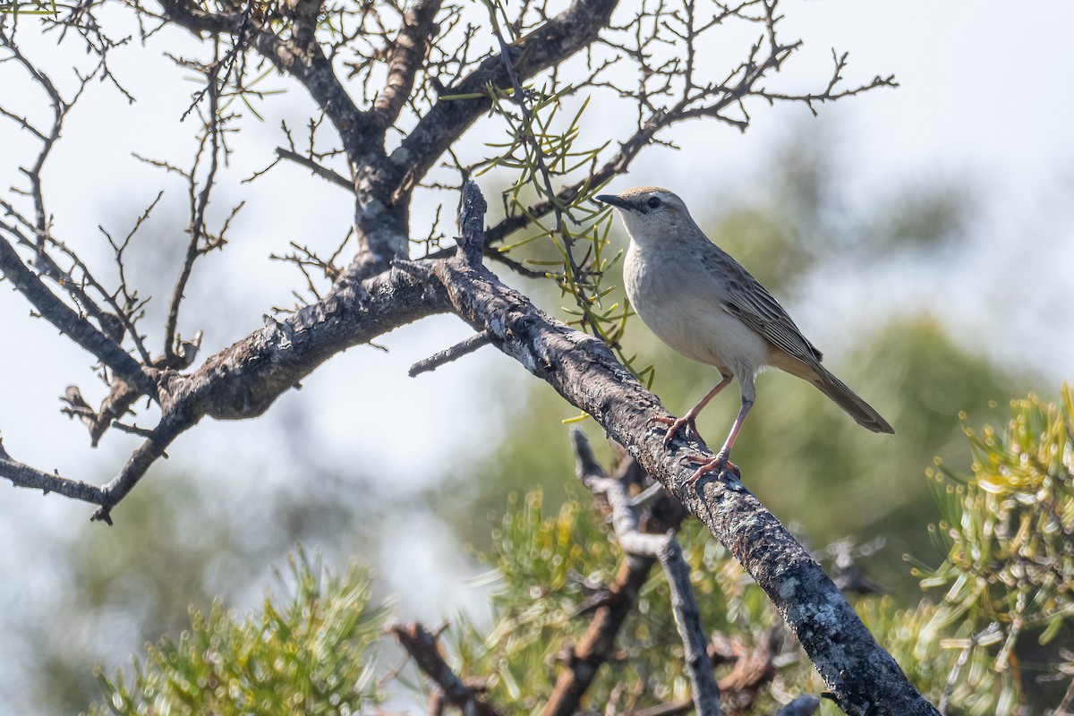 Rufous Songlark - ML643272997