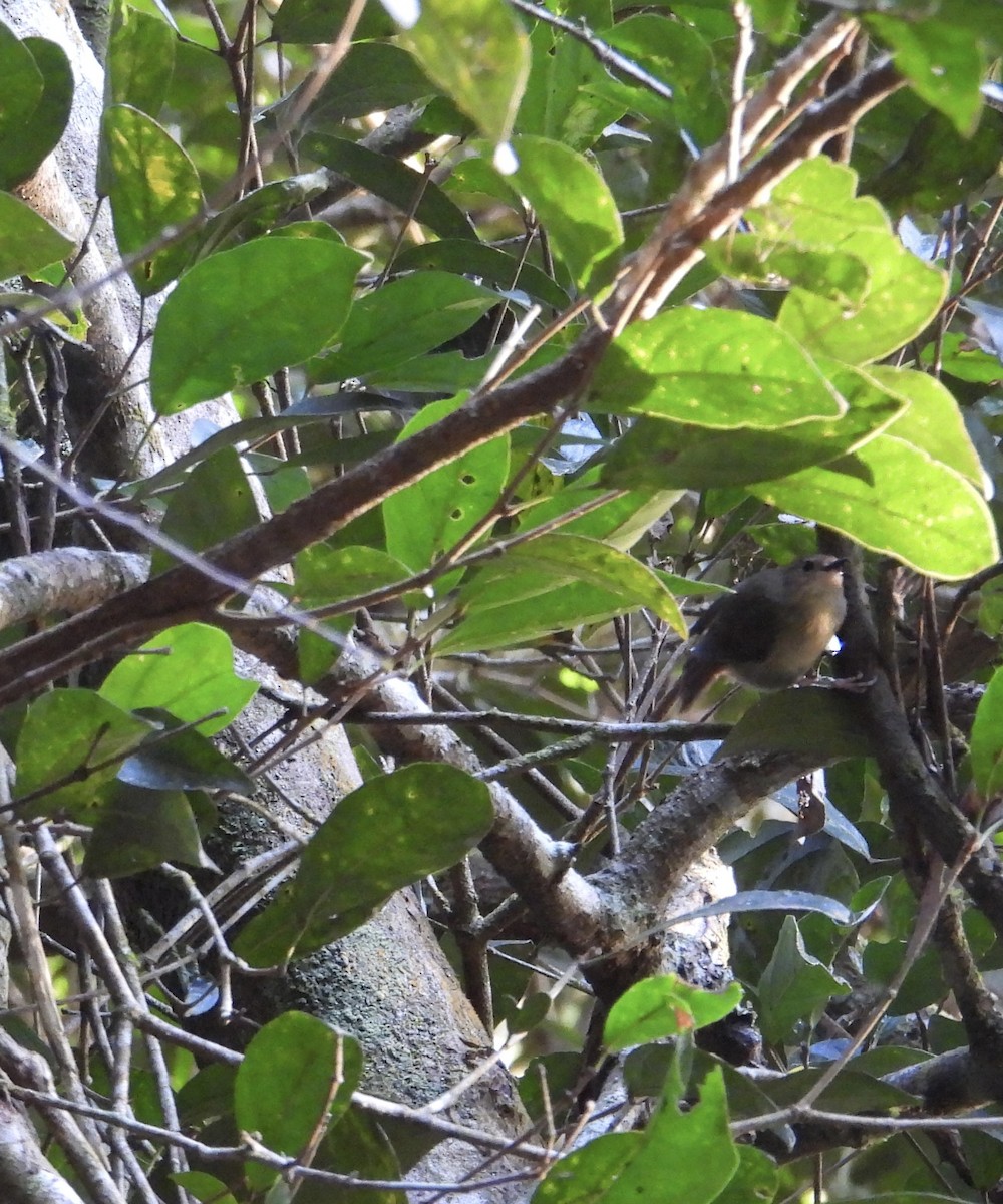 Large-billed Scrubwren - ML643272999