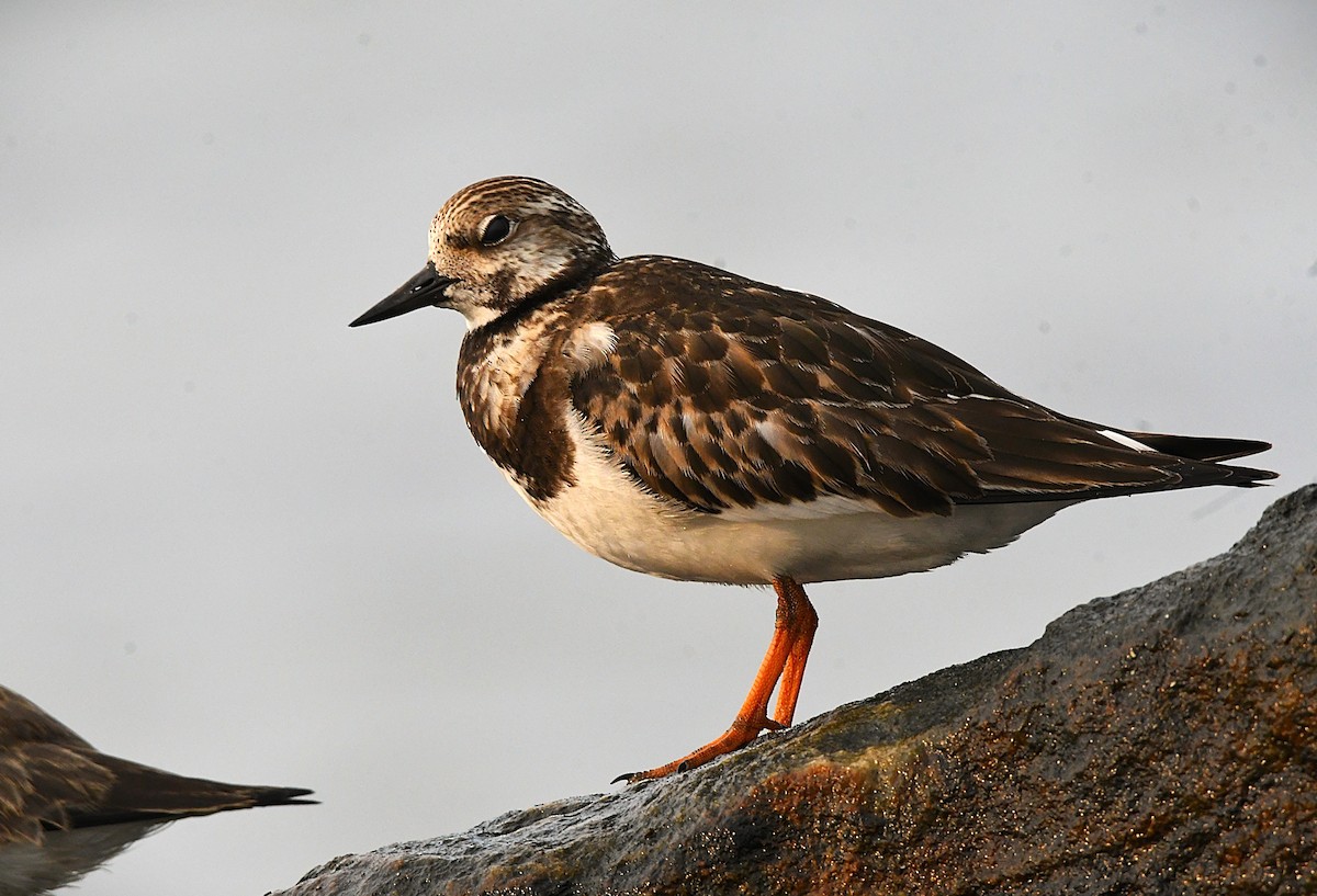 Ruddy Turnstone - ML643273002