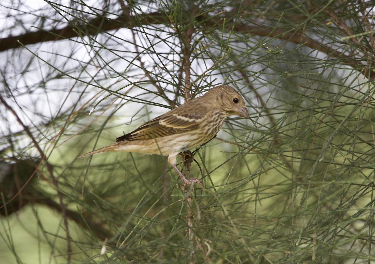 hýl rudý - ML643273016