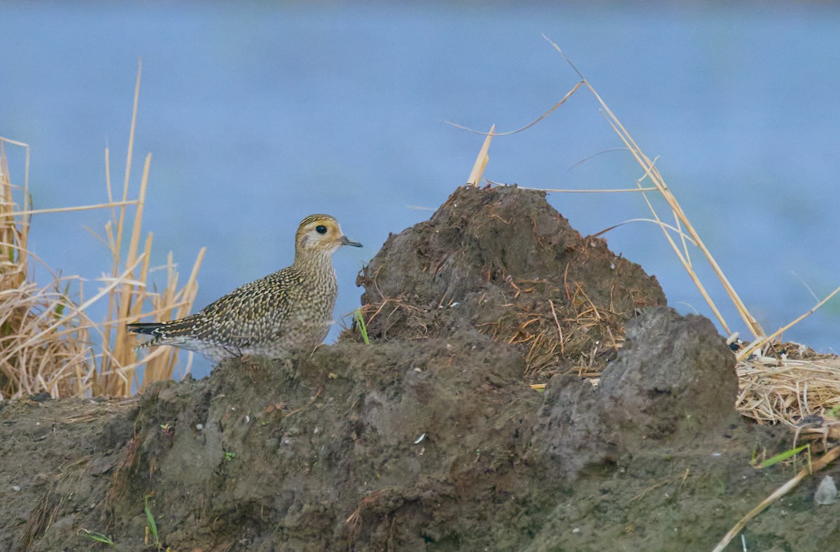 European Golden-Plover - ML643273018