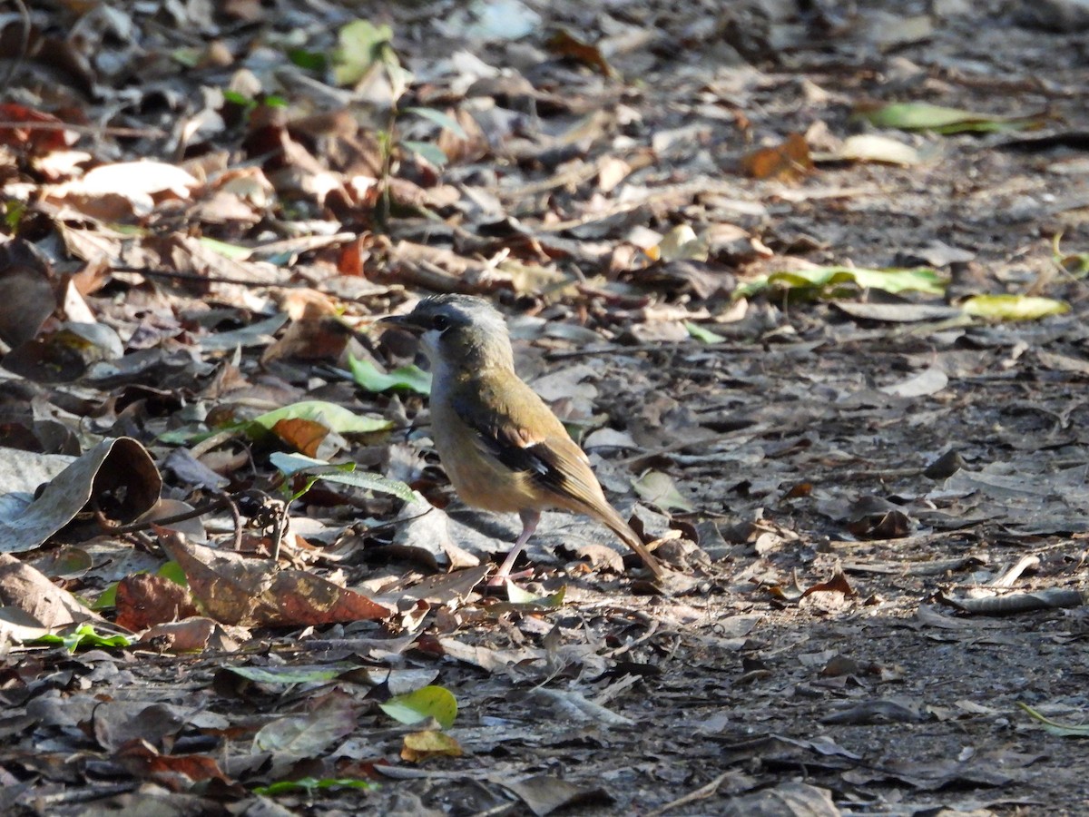 Gray-headed Robin - ML643273026