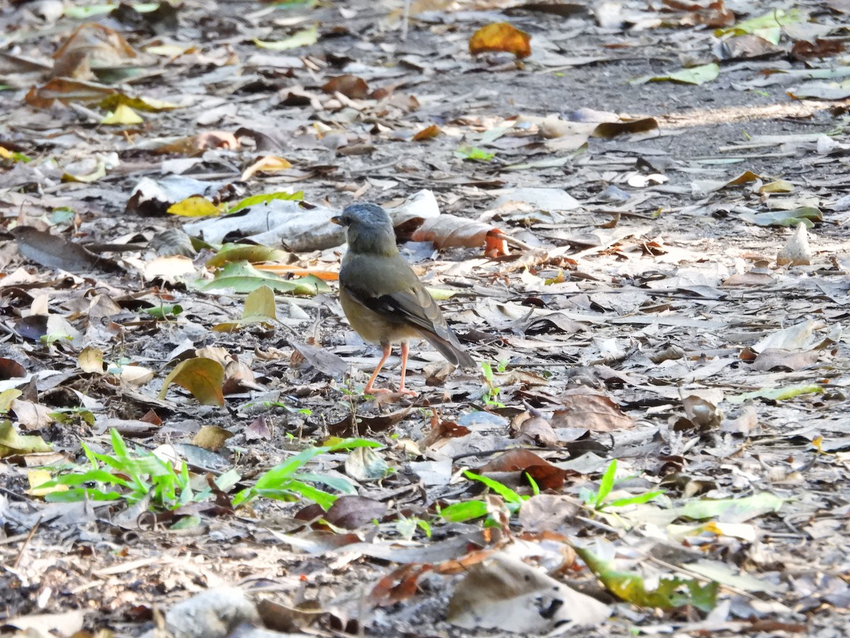 Gray-headed Robin - ML643273030