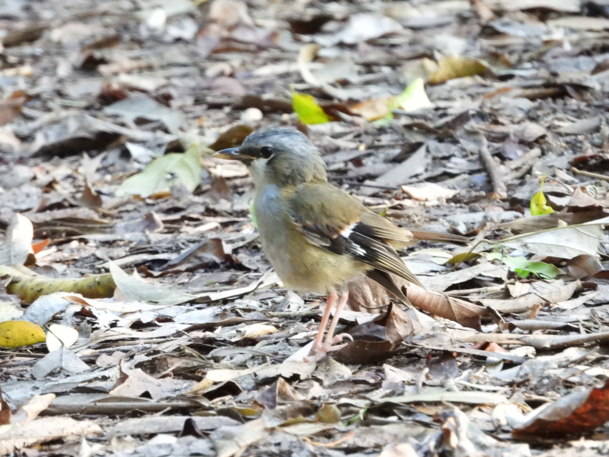 Gray-headed Robin - ML643273036