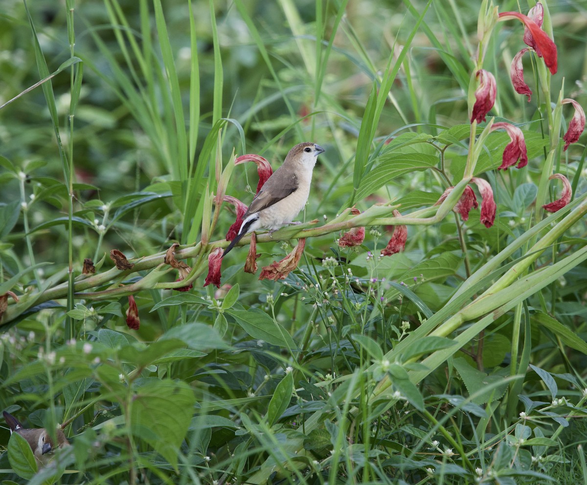 stříbrozobka indická - ML643273038
