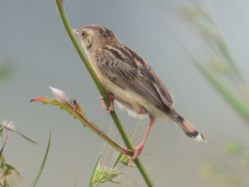 Zitting Cisticola - ML643273046