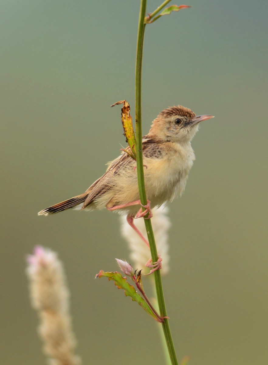 Zitting Cisticola - ML643273047