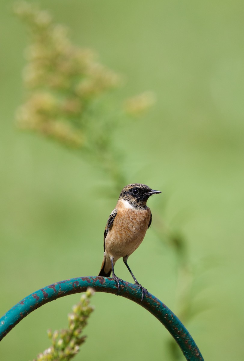 bramborníček sibiřský - ML643273064