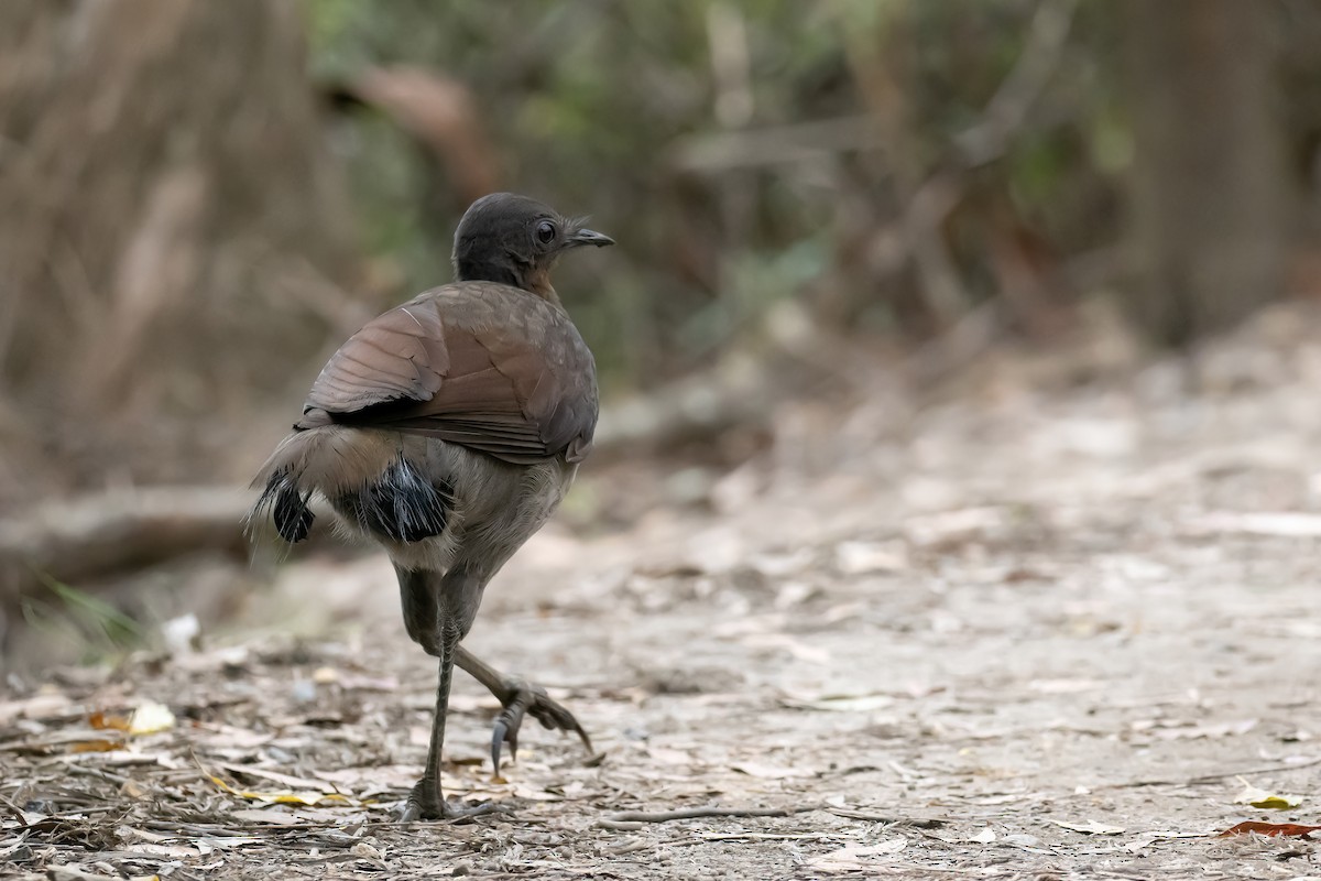 Superb Lyrebird - ML643273075